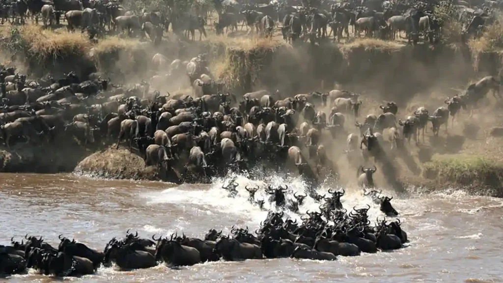 Serengeti National Park: The Great Migration Nature's Grand Spectacle